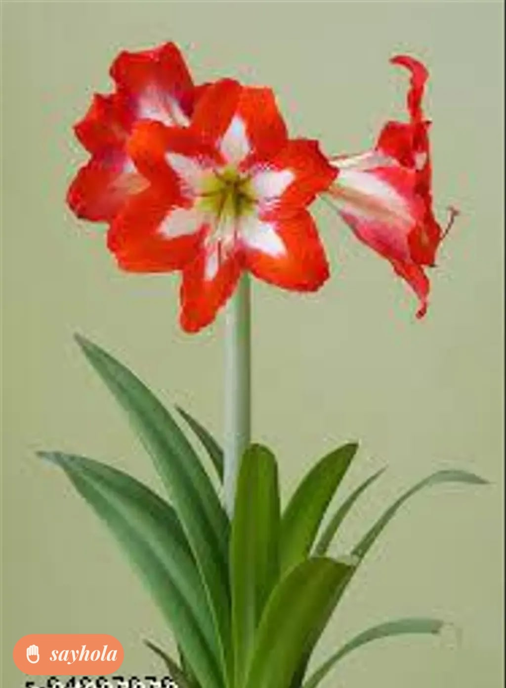 amaryllis lily flower bulbs pack of 5