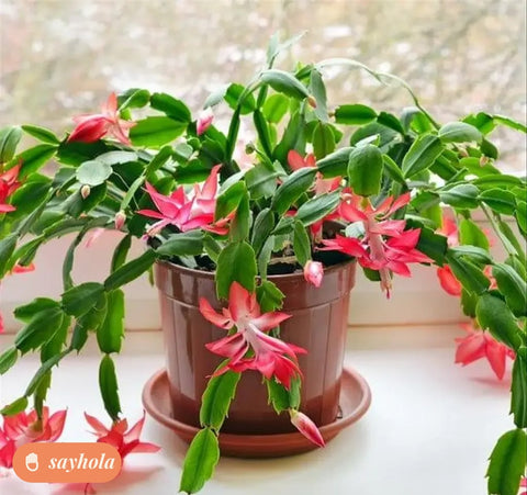 zygo camellia live plant for home gardening