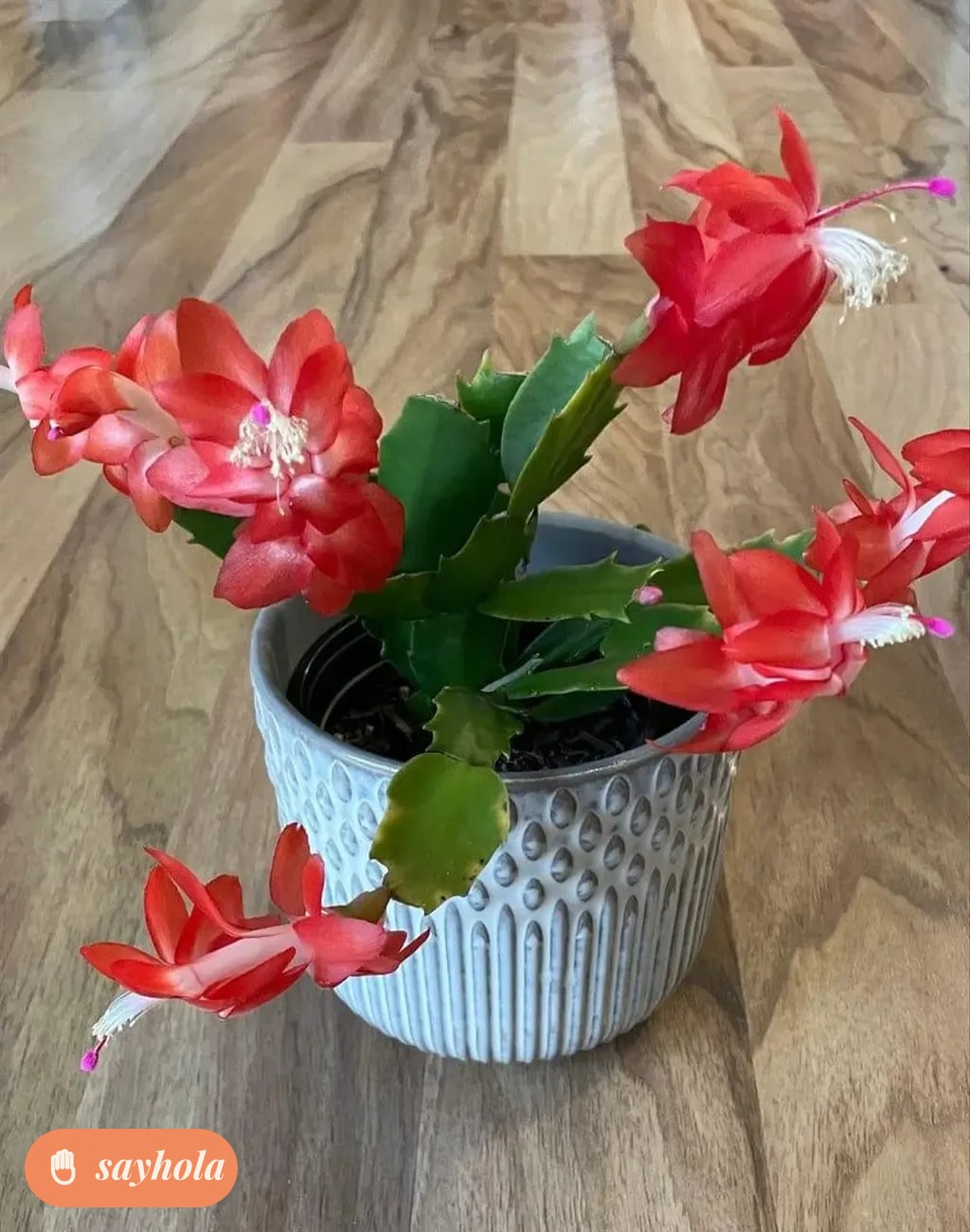 zygo camellia live plant for home gardening