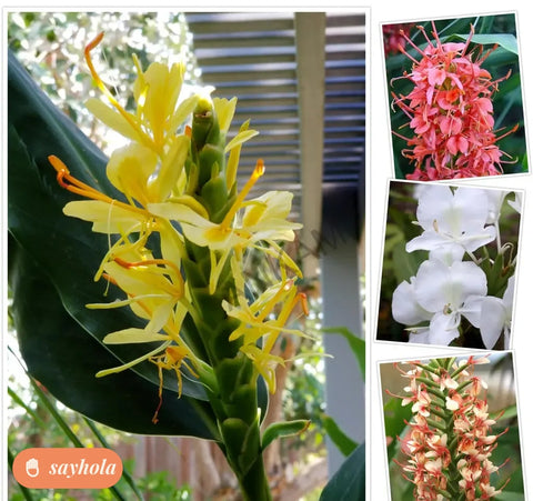 multicolour hedychium flower bulbs pack of 5