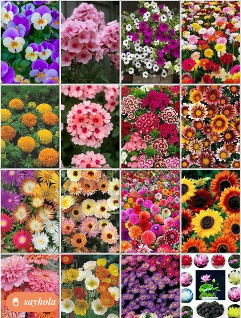 combo of 16 flower seed packets for all seasons