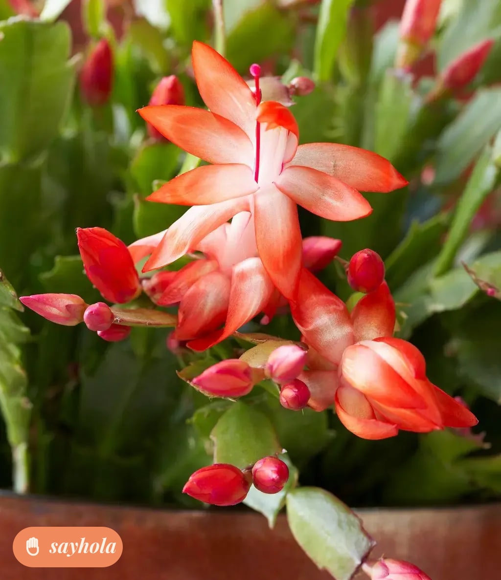 zygo camellia live plant for home gardening